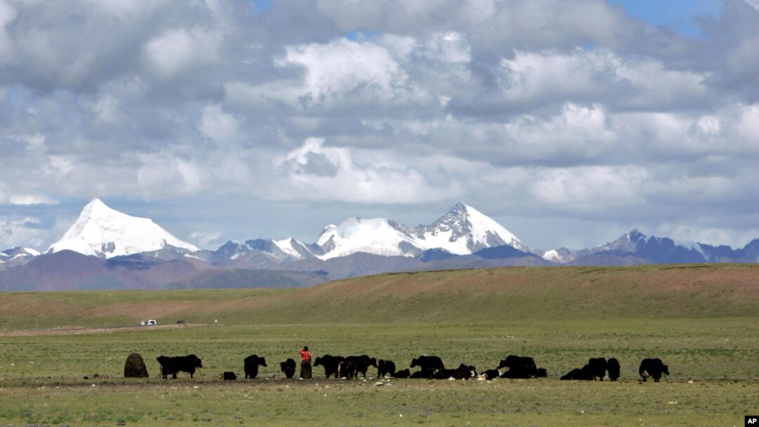 FILE - Herders graze their yak in the grasslands of the high Tibetan Plateau in the county of Naqu, Tibet, China, July 6, 2006.