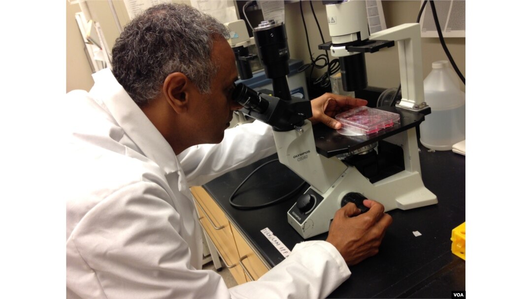 Dr. Akhilesh Pandey examines fetal cells under an inverted microscope. (Credit: Julie Taboh)