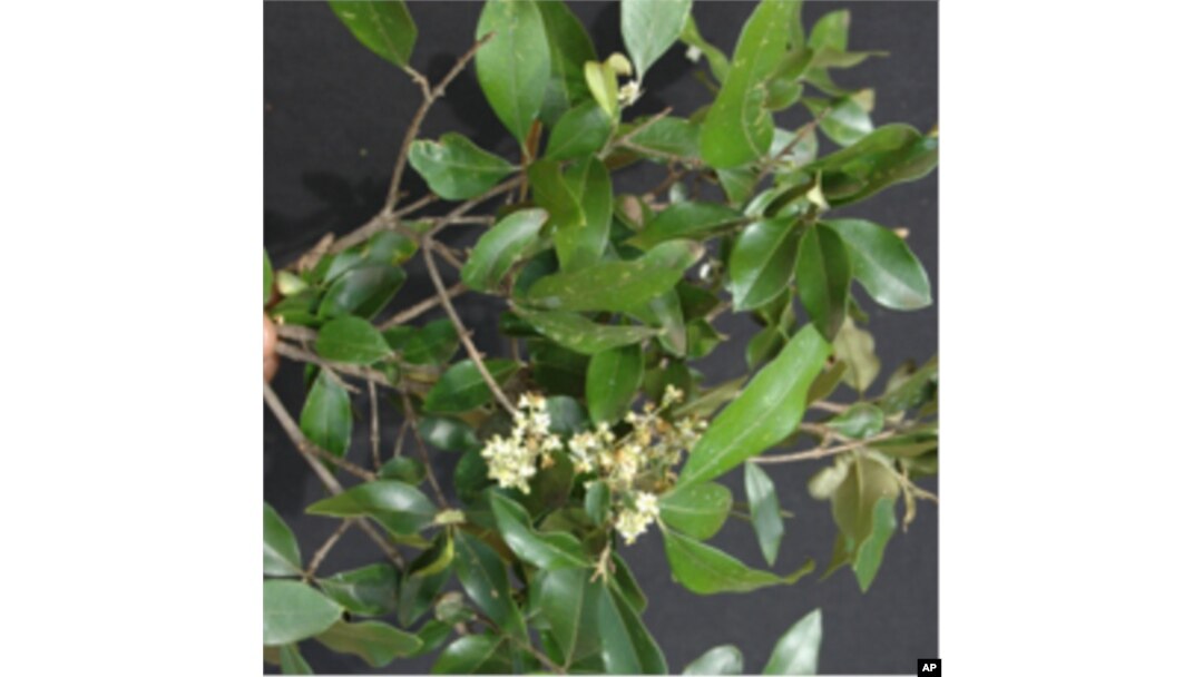 The threatened African wild olive, Olea africana, has anti-malarial properties that scientists say deserve further study.