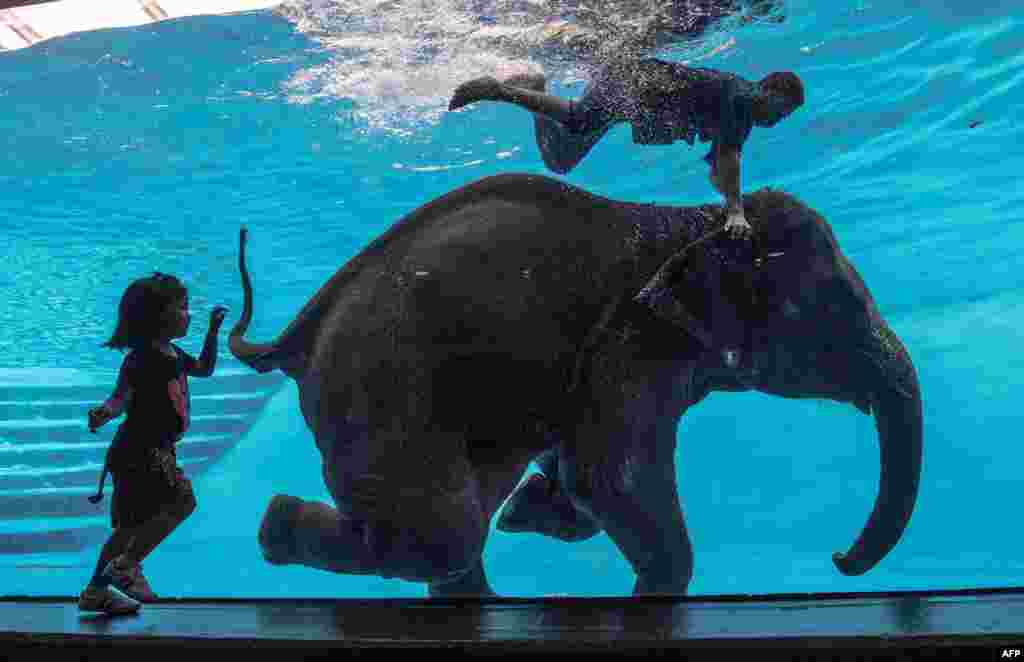 A girl watches as Saen Dao, an eight-year-old female asian elephant, and her mahout perform underwater during a show at the Khao Kheow Open Zoo in Chonburi south of Bangkok.