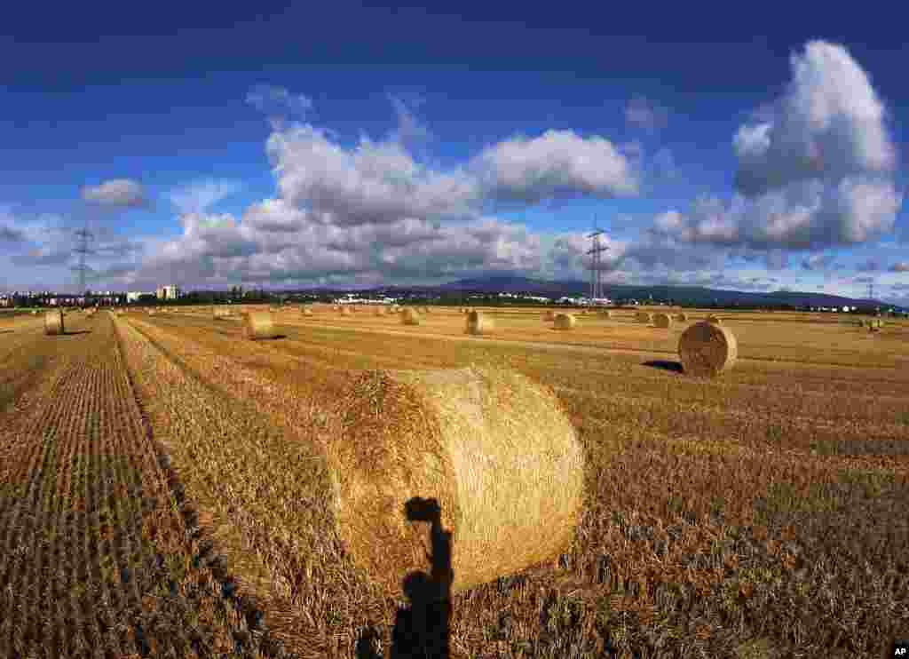 Rolls of straw are seen on a field in the outskirts of Frankfurt, Germany.