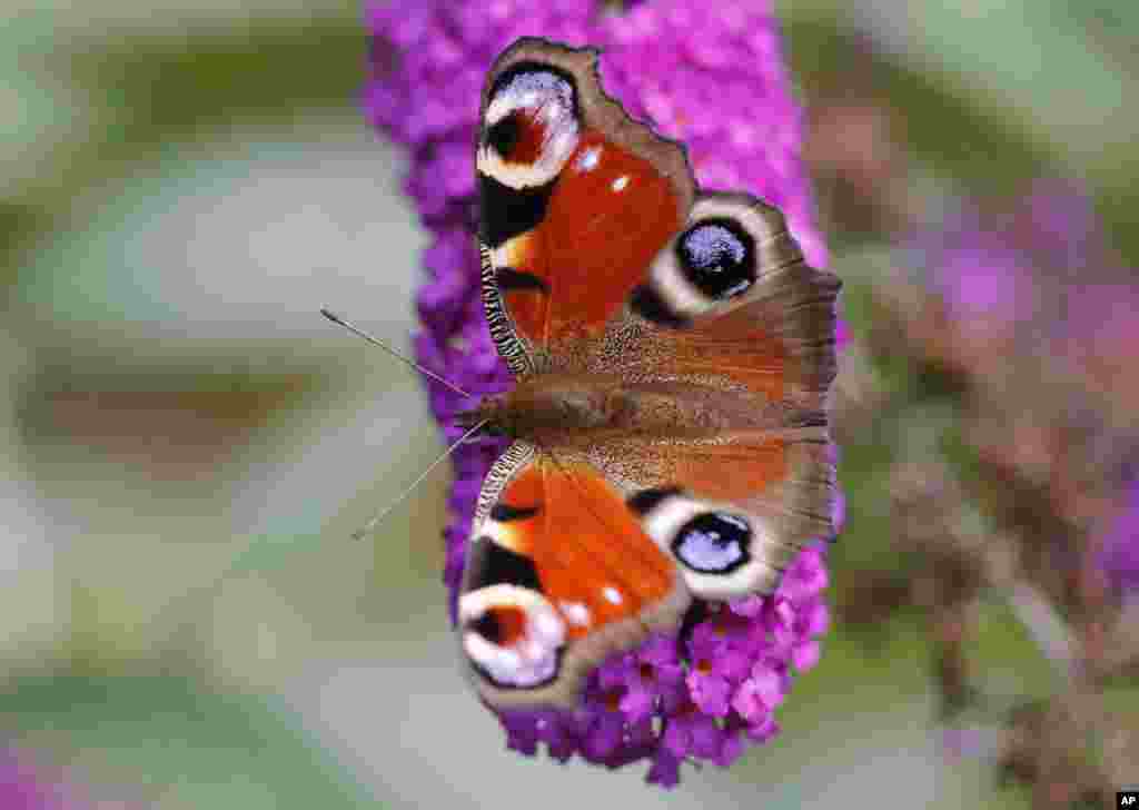A peacock butterfly sucks nectar from a butterfly bush in Nauen, Germany, July 29, 2017.