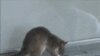 Scientists Using Giant Rats to Diagnose TB