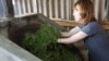 Author Lisa See is learning how to "kill the green" -- cooking just-picked tea leaves over an outdoor wok. See's latest novel is "The Tea Girl of Hummingbird Lane."