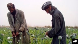 Afghan farmers harvest raw opium on a poppy field in the village of Bawri, outside of Lashkar Gah, Helmand, southern Afghanistan, April 13, 2013.