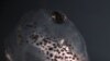 Tadpole of X. tropicalis