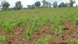Agricultores angolanos falam de situação desesperada – 2:41