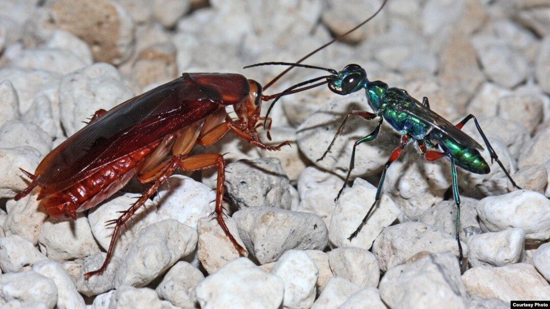 The female emerald cockroach wasp leads her prey by the antenna after stinging it to render it docile. The egg she lays on the roach will hatch, burrow inside, and feed on the roach as the wasp larva develops. (Courtesy Gudrun Herzner)