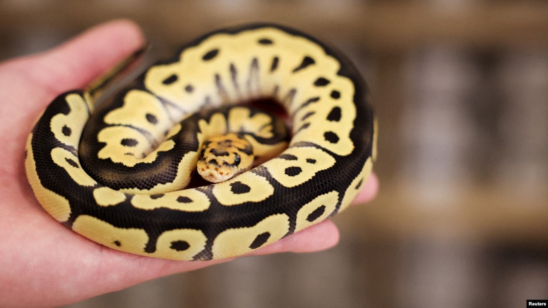 A snake can be seen at Pythonism, a pet store, that offers customers an opportunity to enjoy the company of snakes while sipping coffee, ahead of the upcoming Lunar New Year, which will usher in the Year of the Snake, in Taipei, Taiwan, Jan. 23, 2025. 