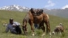 Kyrgyz Horse Pasture