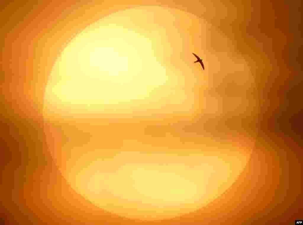 A bird flies in front of the cloud-covered sunset in Jakarta, Indonesia.