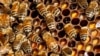 Hundreds of North American Bee Species on Path to Extinction, Study Contends