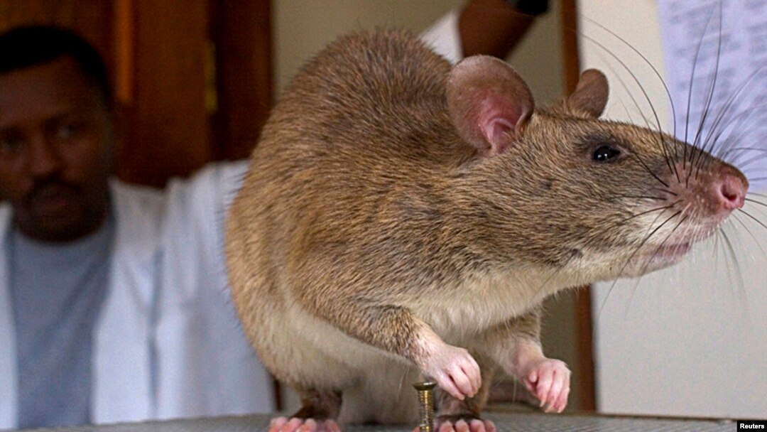 FILE - An African Giant Pouch rat is seen before a training session where the rats will learn to detect tuberculosis (TB) at a laboratory in Sokoine University for Agriculture in Morogoro, Tanzania, Jan. 31, 2006. 