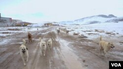 Kûçikên kolanan li herêma Tuşba ya Wanê