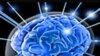Brain