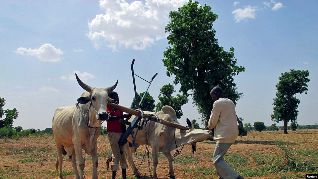Children play with cows used for plowing at farms in Saulawa village, on the outskirts of Nigeria's north-central state of Kaduna, May 15, 2013.