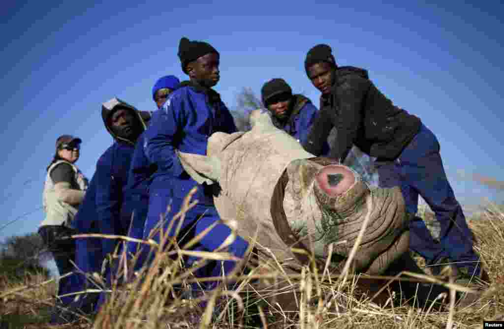 Workers hold a tranquillized rhino after it was dehorned in an effort to deter the poaching of one of the world's endangered species, at a farm outside Klerksdorp, in the north west province, South Africa.