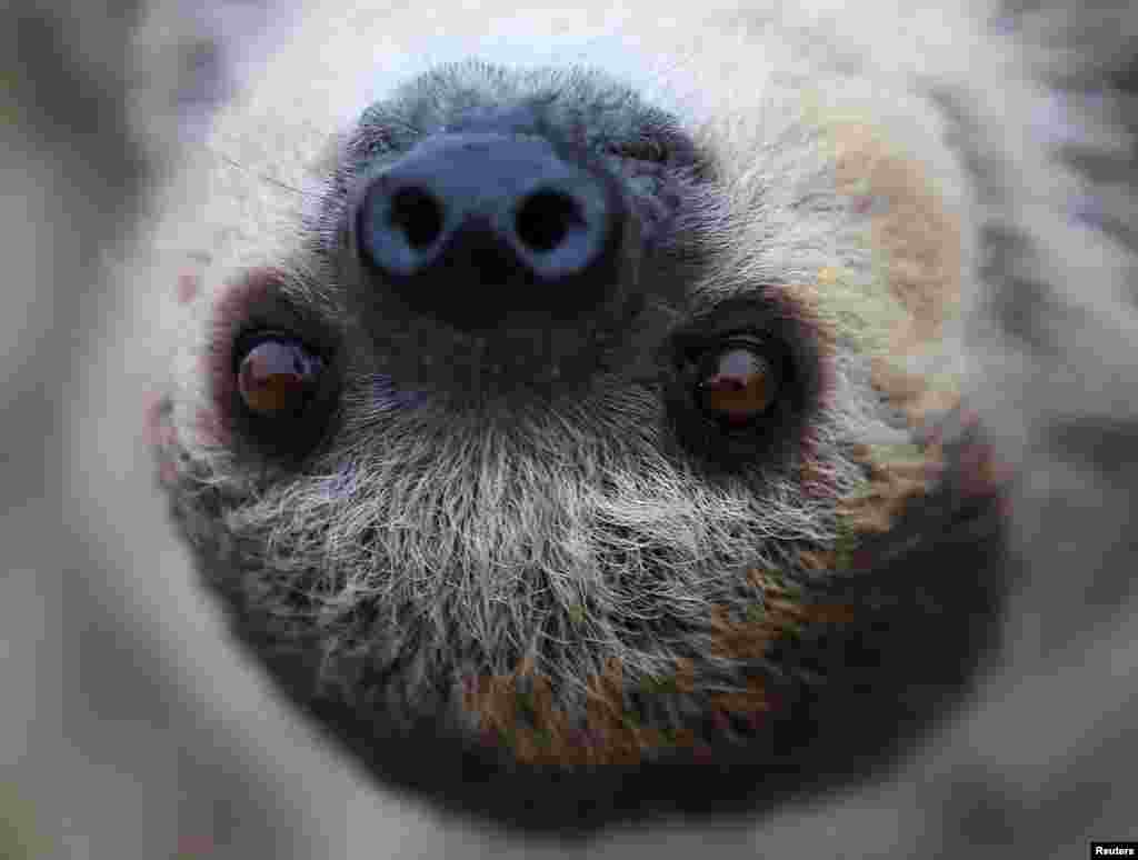 Tess, a two-toed sloth, hangs upside-down as she is presented to visitors at SeaWorld in San Diego, California.