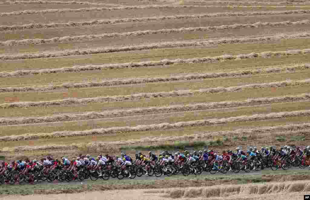 The pack with Britain's Chris Froome, wearing the overall leader's yellow jersey, rides through wheat fields during the seventh stage of the Tour de France cycling race over 213.5 kilometers (132.7 miles) with start in Troyes and finish in Nuits-Saint-Georges, France.